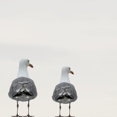 gulls-2662550__340